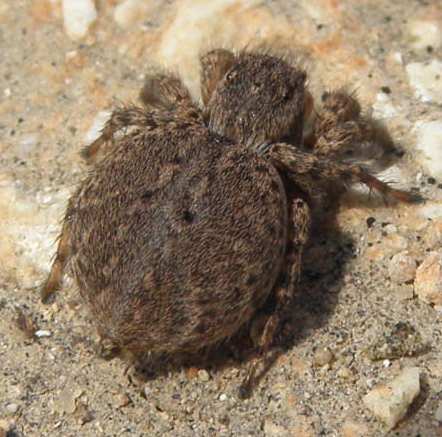 ragno marrone che salta (Sicilia):Aelurillus sp.